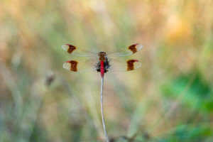 sympetrum pedemontanum sympetrum du piemont male 5 sympetrum pedemontanum sympetrum du piemont male 5