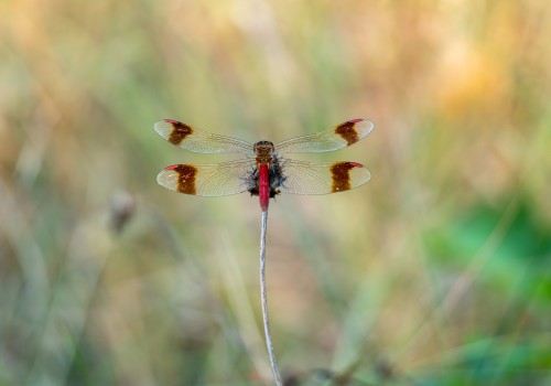 sympetrum pedemontanum  sympetrum du piemont  male 5