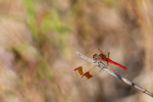 sympetrum pedemontanum sympetrum du piemont male sympetrum pedemontanum sympetrum du piemont male