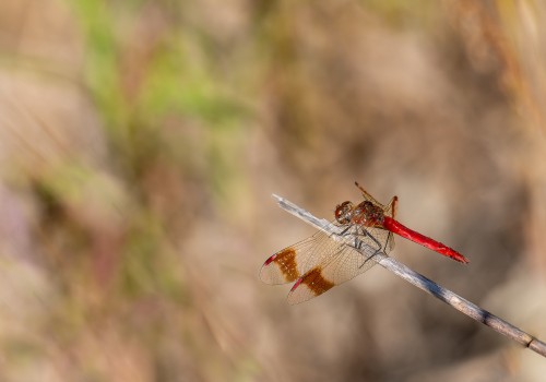 sympetrum pedemontanum  sympetrum du piemont  male