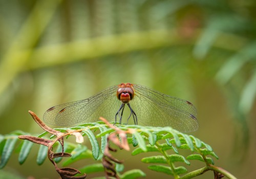 sympetrum sanguineum  le sympetrum rouge sang 