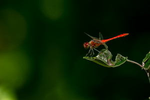 sympetrum sanguineum le sympetrum rouge sang 8 sympetrum sanguineum le sympetrum rouge sang 8