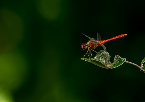 sympetrum sanguineum  le sympetrum rouge sang  8