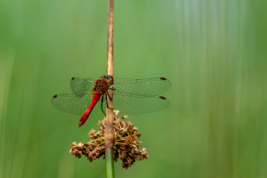 sympetrum sanguineum le sympetrum rouge sang sympetrum sanguineum le sympetrum rouge sang