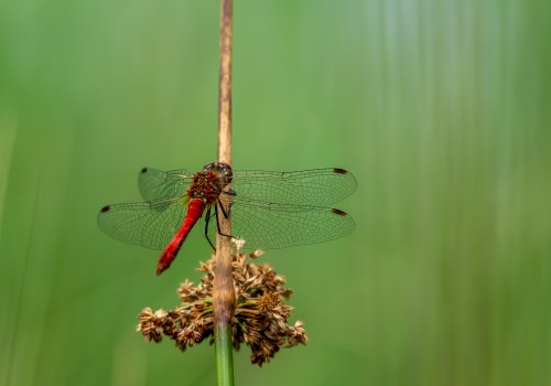 sympetrum sanguineum  le sympetrum rouge sang 