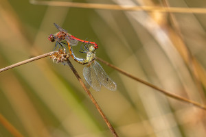 sympetrum sanguineum le sympetrum rouge sang coeur copulatire sympetrum sanguineum le sympetrum rouge sang coeur copulatire