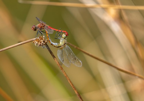 sympetrum sanguineum  le sympetrum rouge sang  coeur copulatire