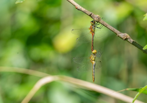 sympetrum sanguineum  le sympetrum rouge sang  couple