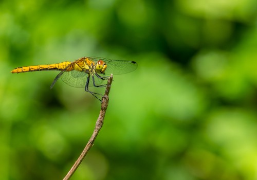 sympetrum sanguineum  le sympetrum rouge sang  femelle
