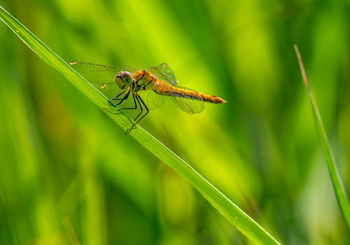 sympetrum sanguineum  le sympetrum rouge sang  femelle