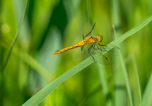 sympetrum sanguineum  le sympetrum rouge sang  femelle