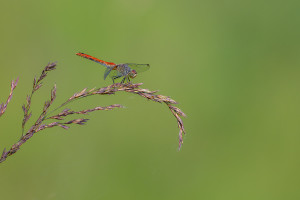 sympetrum sanguineum le sympetrum rouge sang femelle sympetrum sanguineum le sympetrum rouge sang femelle