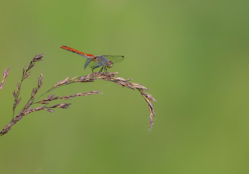 sympetrum sanguineum  le sympetrum rouge sang  femelle