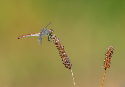 sympetrum sanguineum  le sympetrum rouge sang  femelle