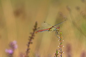 sympetrum sanguineum le sympetrum rouge sang femelle sympetrum sanguineum le sympetrum rouge sang femelle