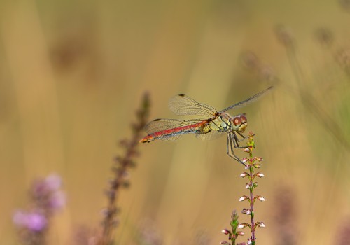 sympetrum sanguineum  le sympetrum rouge sang  femelle