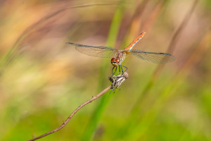 sympetrum sanguineum le sympetrum rouge sang femelle sympetrum sanguineum le sympetrum rouge sang femelle