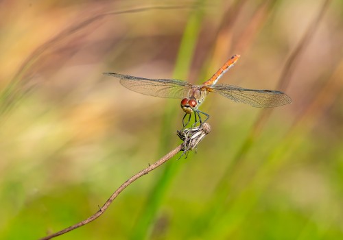 sympetrum sanguineum  le sympetrum rouge sang  femelle
