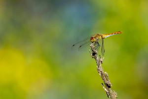 sympetrum sanguineum le sympetrum rouge sang femelle sympetrum sanguineum le sympetrum rouge sang femelle