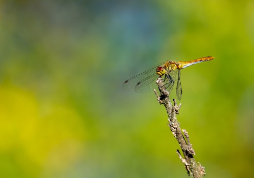 sympetrum sanguineum  le sympetrum rouge sang  femelle