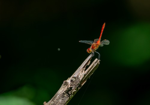 sympetrum sanguineum  le sympetrum rouge sang  male 10