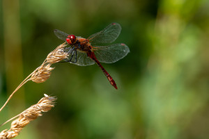 sympetrum sanguineum le sympetrum rouge sang male 10 sympetrum sanguineum le sympetrum rouge sang male 10