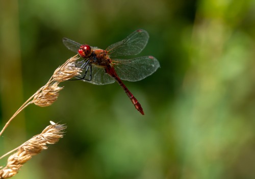 sympetrum sanguineum  le sympetrum rouge sang  male 10
