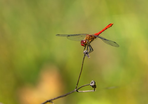 sympetrum sanguineum  le sympetrum rouge sang  male 10