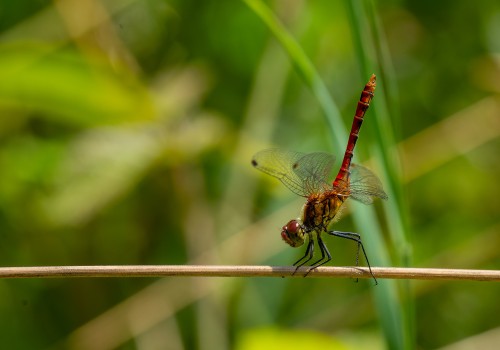 sympetrum sanguineum  le sympetrum rouge sang  male