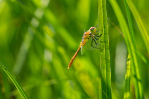 sympetrum sanguineum le sympetrum rouge sang male sympetrum sanguineum le sympetrum rouge sang male