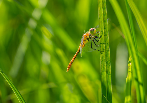 sympetrum sanguineum  le sympetrum rouge sang  male