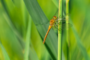 sympetrum sanguineum le sympetrum rouge sang male sympetrum sanguineum le sympetrum rouge sang male