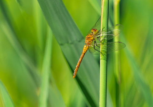 sympetrum sanguineum  le sympetrum rouge sang  male
