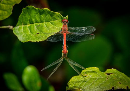 sympetrum sanguineum  le sympetrum rouge sang  male