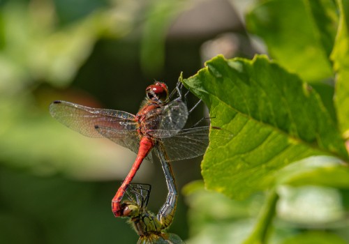 sympetrum sanguineum  le sympetrum rouge sang  male