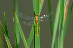 sympetrum striolatum le sympetrum strie femelle 10 sympetrum striolatum le sympetrum strie femelle 10