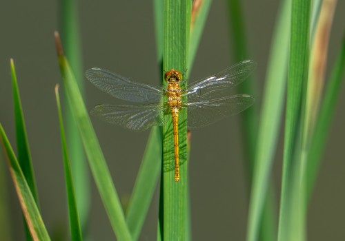 sympetrum striolatum  le sympetrum strie  femelle 10