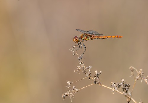 httpswww.meslibellules.frblog  le sympetrum strie  male