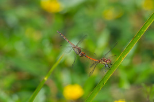 sympetrum striolatum le sympetrum strie couple sympetrum striolatum le sympetrum strie couple