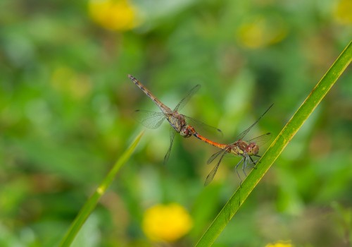 sympetrum striolatum  le sympetrum strie  couple