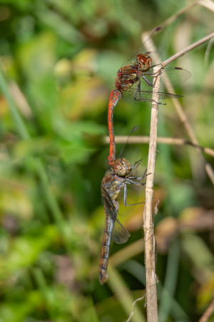 sympetrum striolatum le sympetrum strie couple sympetrum striolatum le sympetrum strie couple