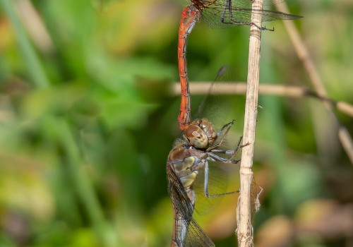 sympetrum striolatum  le sympetrum strie  couple