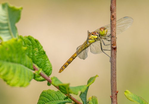 sympetrum striolatum  le sympetrum strie  femelle