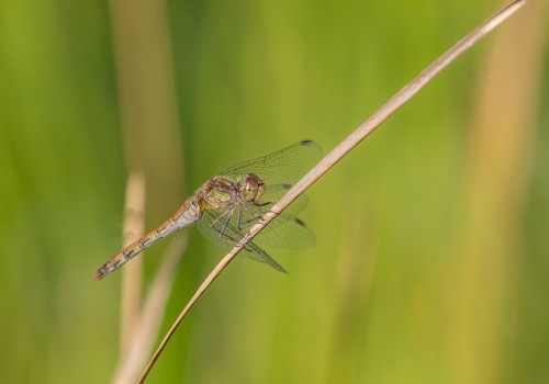 sympetrum striolatum  le sympetrum strie  femelle
