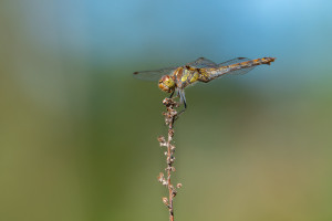 sympetrum striolatum le sympetrum strie femelle sympetrum striolatum le sympetrum strie femelle