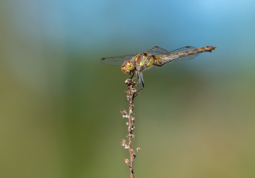sympetrum striolatum  le sympetrum strie  femelle
