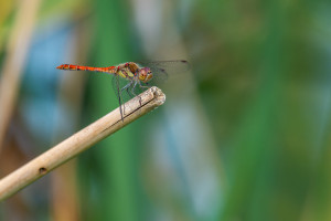 sympetrum striolatum le sympetrum strie male sympetrum striolatum le sympetrum strie male