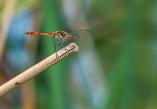 sympetrum striolatum  le sympetrum strie  male