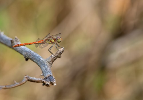 sympetrum striolatum  le sympetrum strie  male