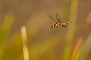 sympetrum striolatum le sympetrum strie male sympetrum striolatum le sympetrum strie male